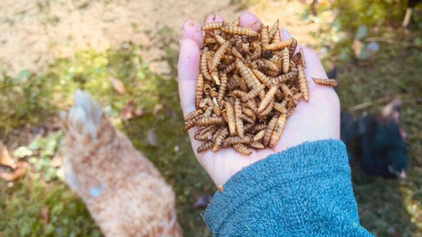 Boost Your Flock's Happiness and Egg Production with Fly Grubs: A Homesteader's Review