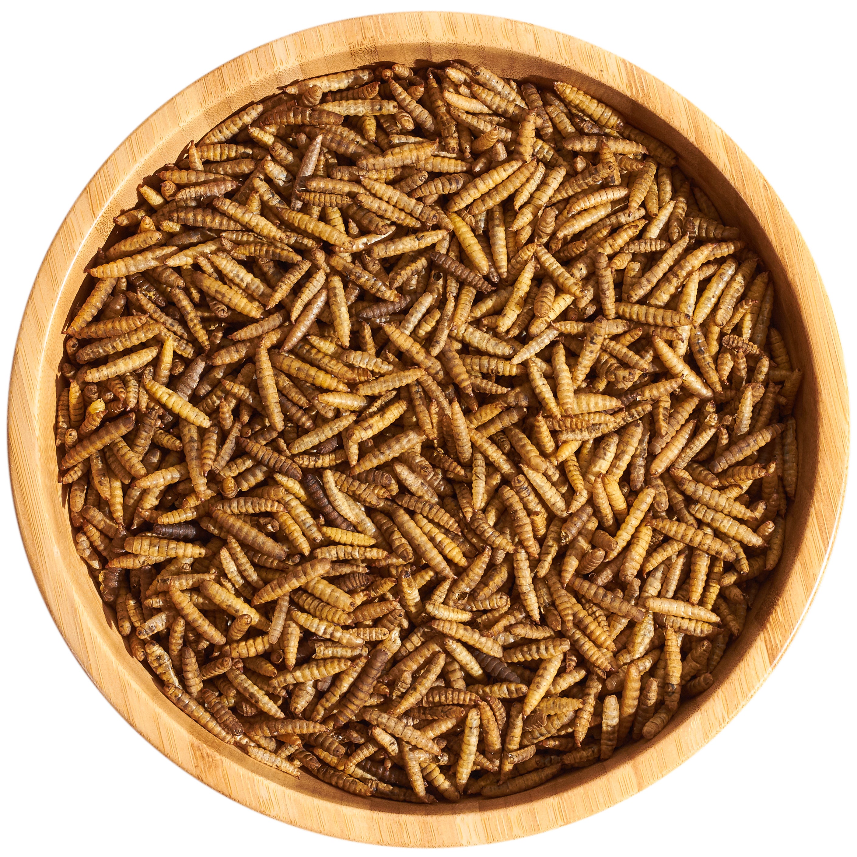 Mealworms vs Grains for Chicken FLYGRUBS®