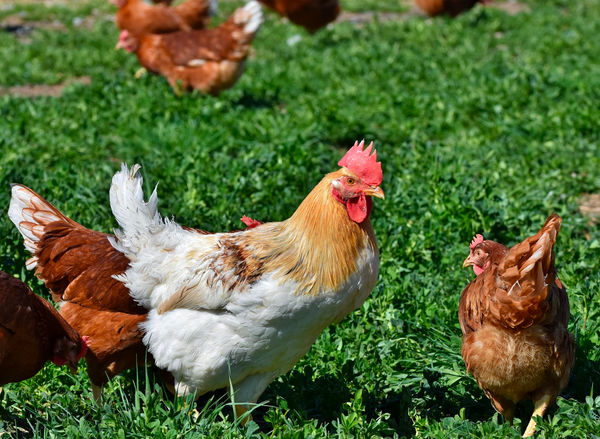 What to Feed Chickens At Different Ages