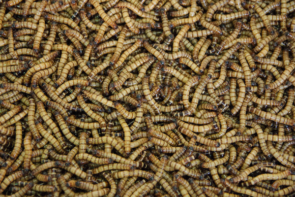 Mealworms vs Black Soldier Fly Larvae For Chicken?