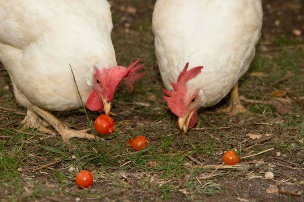 Can Chickens Eat Tomatoes