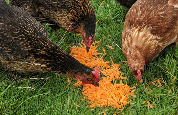 Can Chickens Eat Carrots