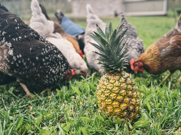 Can Chickens Eat Pineapple