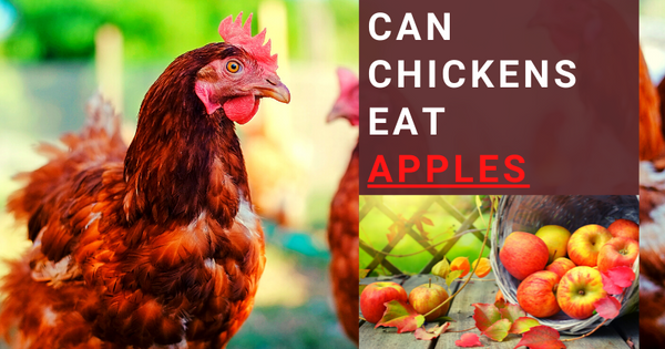 Can Chickens Eat Apples?