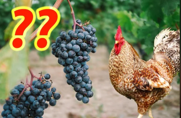 Can Chicken eat grapes