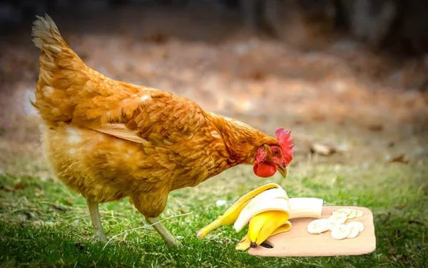 Chicken Eat Bananas