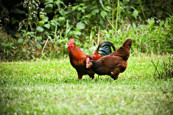 Chicken Feed Supplements and Protein: All You Need to Know