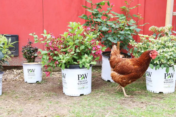 Chicken proof garden