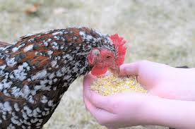 The Ultimate Guide to Fermenting Chicken Feed for Healthier Hens