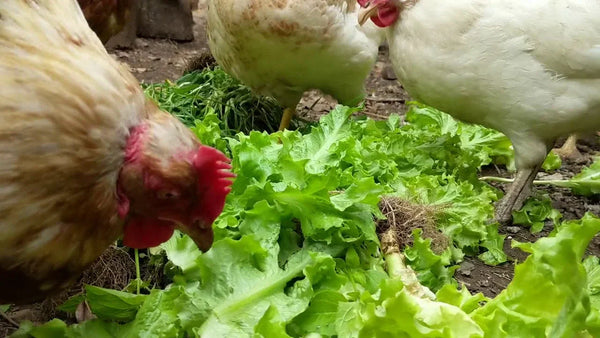 Chickens Eat Lettuce