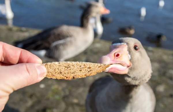 Duck eating Bread