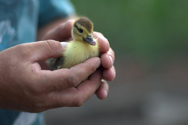 Why you should raise ducks!