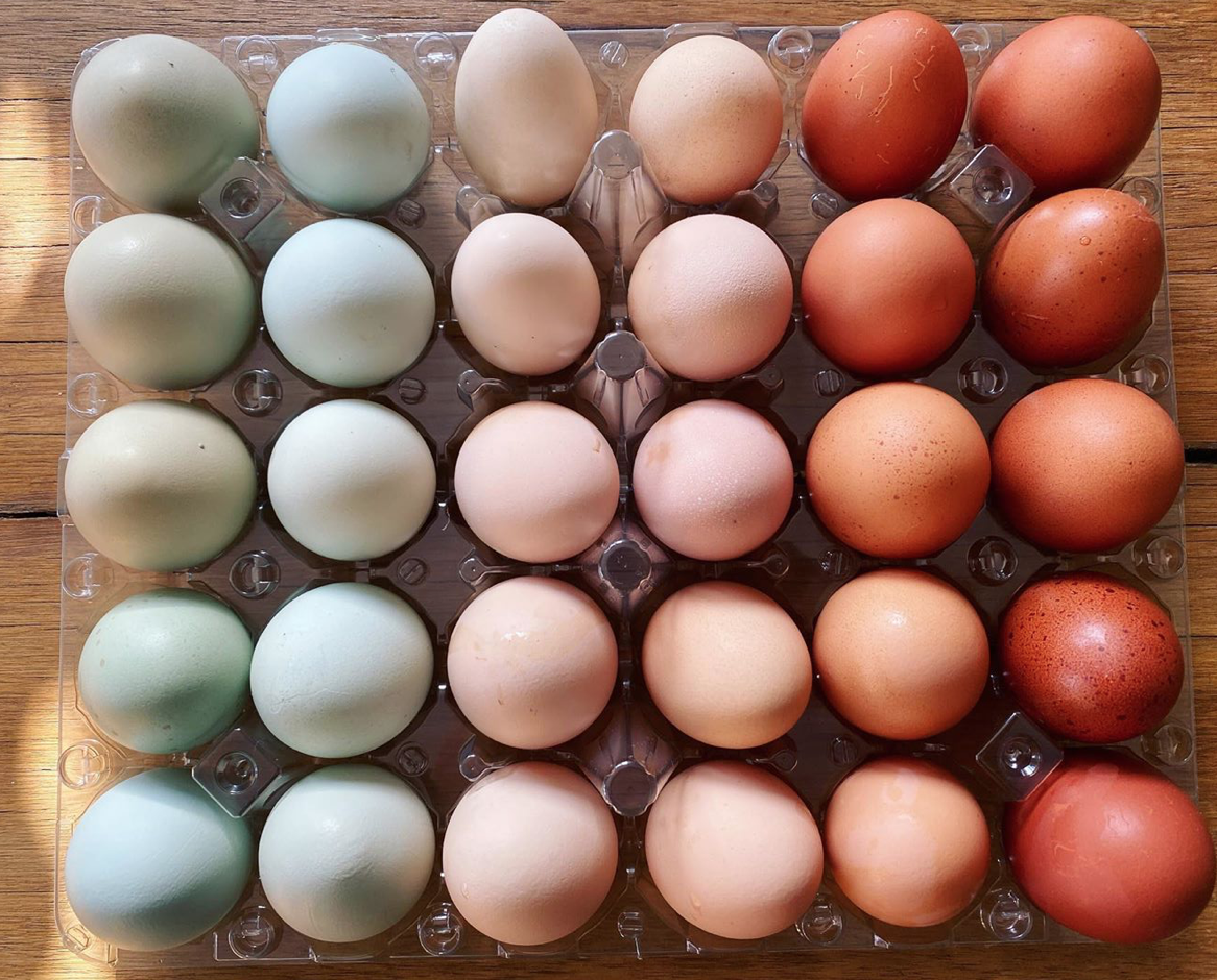 Why are chicken eggs different colors explained flygrubs 