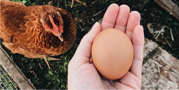 Egg Production in hens