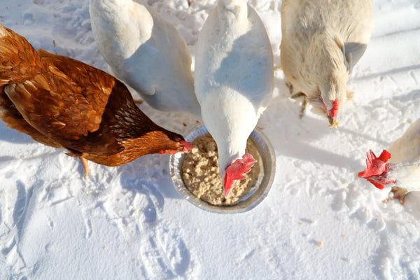 Feed Chickens in Winter