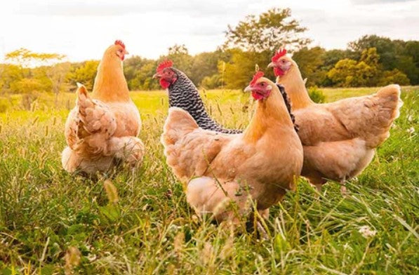 Happy healthy chickens