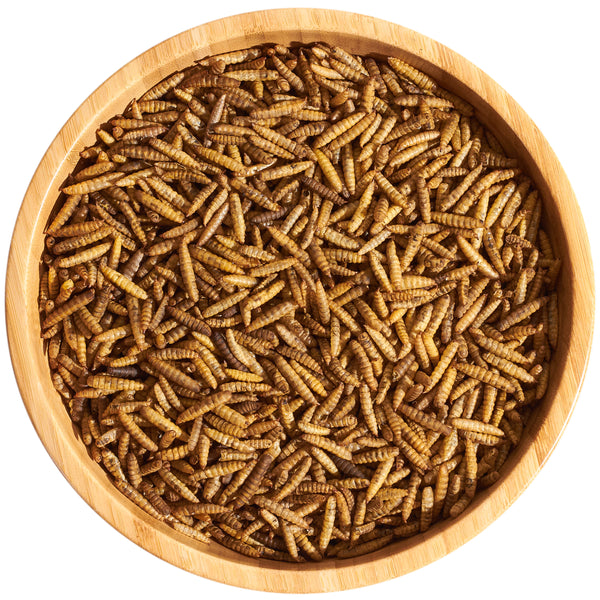 Mealworms vs Grains for Chicken