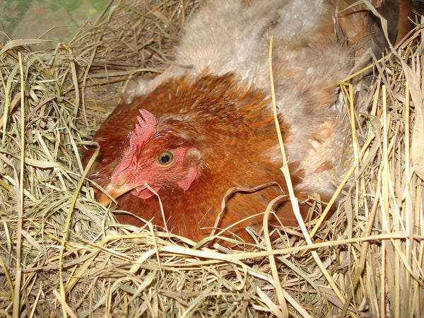 overfeeding in chickens