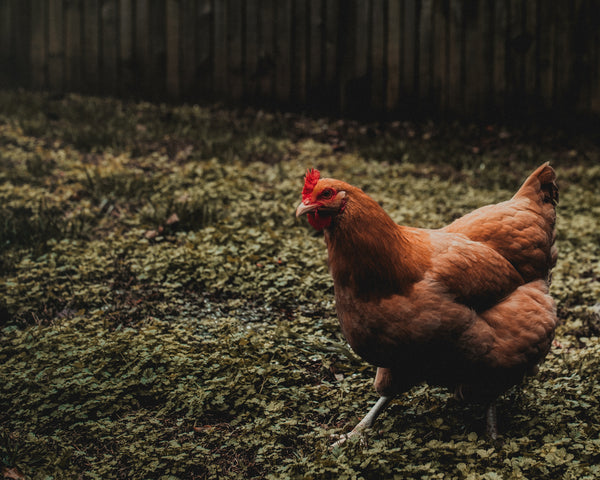 5 Things To Look For Before You Buy Chicken Feed Supplements