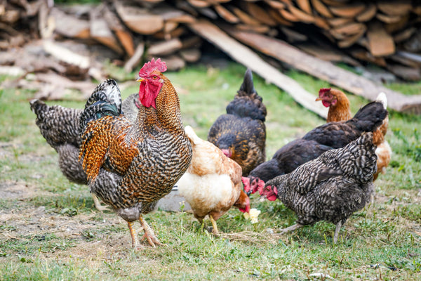 What are the Important Ingredients Needed in Feeds for Chicken?
