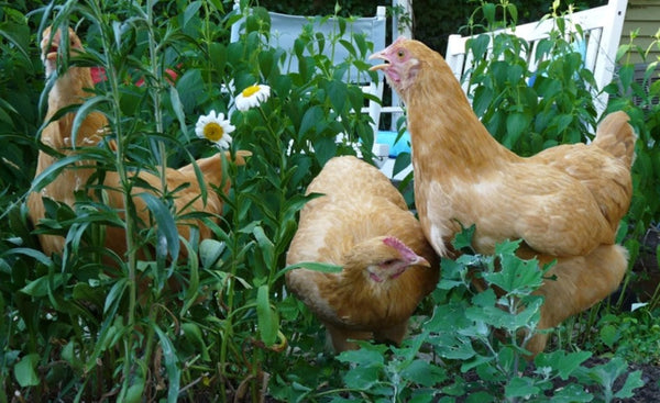 Toxic Plants for Chickens