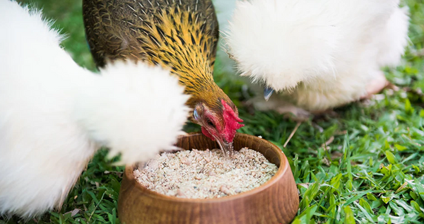 Seasonal Chicken Feeding Guide| Feeding Strategies for Summer and Winter Nutrition