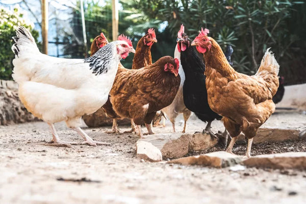 Boosting Chicken's Immune System |  Essential Poultry Care Tips