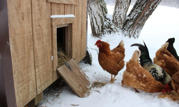 Winter Chicken Care