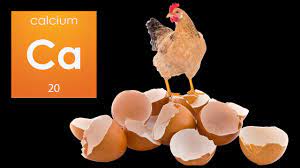 The Impact of Calcium on Egg-Laying Hens