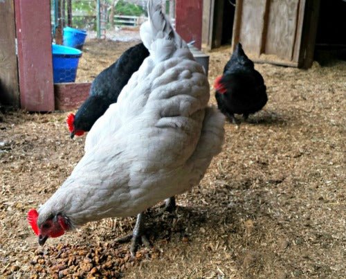 10 Common Mistakes to Avoid When Feeding Chickens