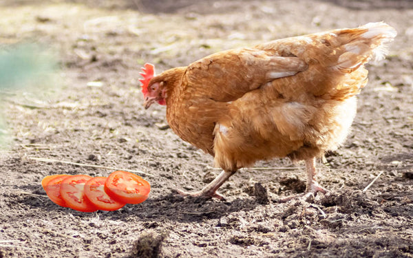 Chicken Eating Tomatoes