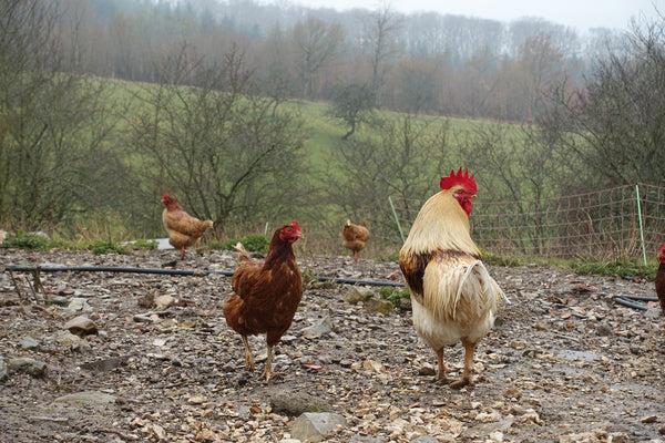 What Kind of Chicken Feed is Best? Organic or Non-organic?