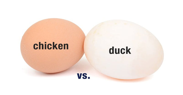 Duck Eggs vs. Chicken Eggs | Which one is better?