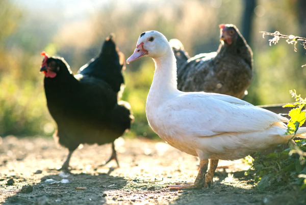 ducks vs chicken feed