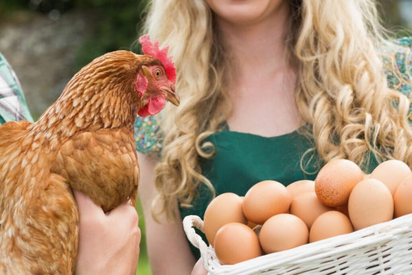 How to Improve Egg Quality with the Right Chicken Feed?