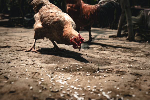 Do Chicken Need Feed Supplements?