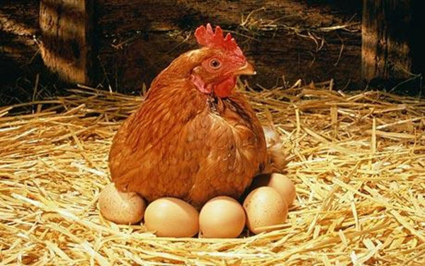 Chicken on eggs