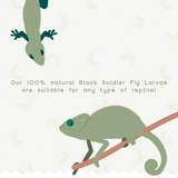 Slithering Delights: Black Soldier Fly Larvae for Reptiles - 3.5 oz-FLYGRUBS®